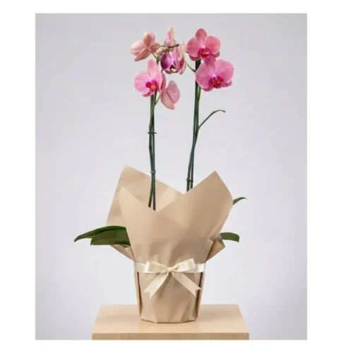 arreglo de orquídeas con entrega a domicilio